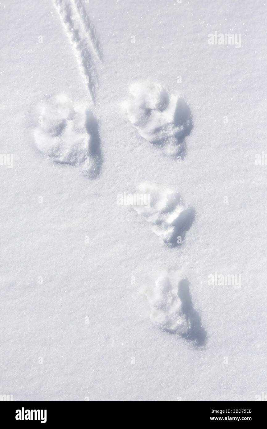 Nahaufnahme von Fußspuren, Spuren im Schnee von Berghasen (Lepus timidus), Alpenhasen, Schneehasen im Winter Stockfoto