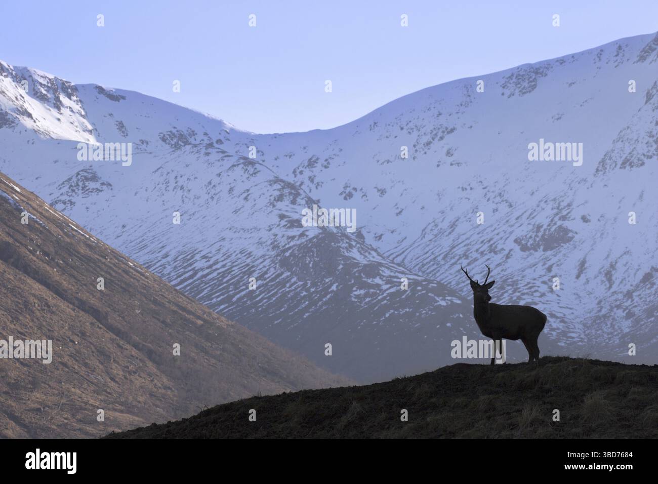 Silhouette des Hirsches (Cervus elaphus), männlich auf Moorland in den Hügeln im Winter in den schottischen Highlands, Schottland, Großbritannien Stockfoto