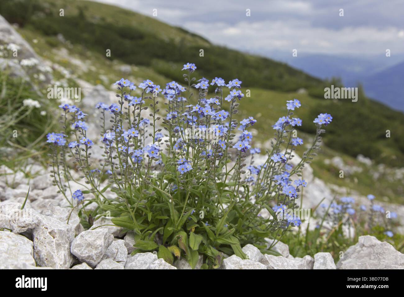 Alpine Vergißmeinnicht (Myosotis alpestris) in Blume am Berghang, Nationalpark Hohe Tauern, Österreich, Kärnten, Österreich Stockfoto