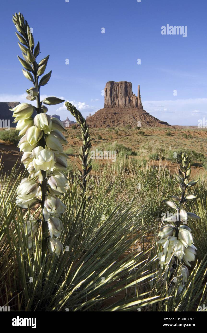 Soapweed Yucca (Yucca glauca), Bärengras (Yucca angustifolia) im Monument Valley Navajo Tribal Park, Arizona, USA Stockfoto