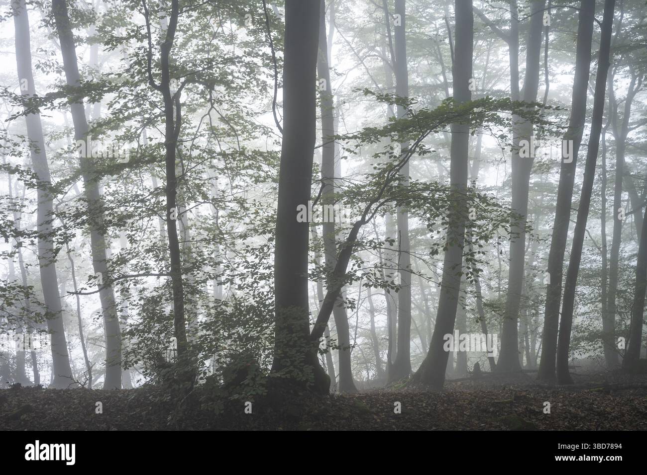 Wald auf einem Hang im Nebel im Herbst. Mischwald mit vielen Buchen. Neckargemuend, Kleiner Odenwald, Baden-Württemberg, Deutschland Stockfoto