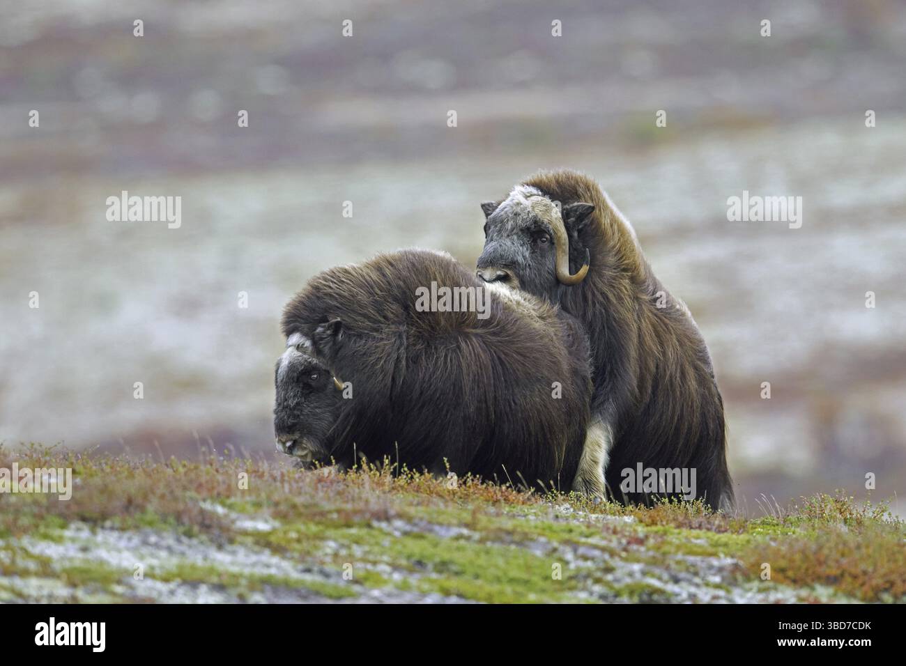 Muskox (Ovibos moschatus) Stier und Kuh paaren sich auf der Tundra während der Furche, Bruntsaison im Herbst, Dovrefjell Stockfoto