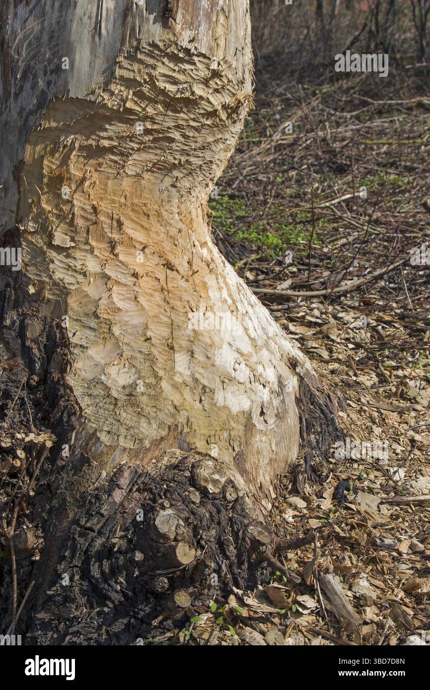 Dicker Baumstamm mit Zahnspuren durch Nagen des europäischen Bibers (Castor Fiber) Stockfoto