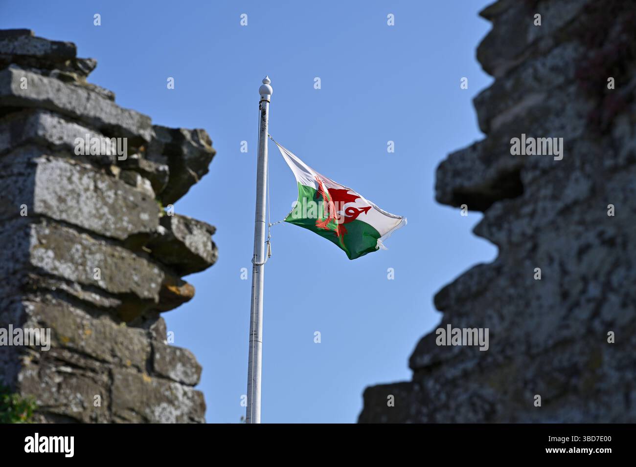 Die walisische Flagge oder Flagge von Wales / Baner Cymru oder Y Ddraig Goch, die von einem Pol auf Conwy Castle gegen einen klaren blauen Himmel walisisch fliegen Stockfoto