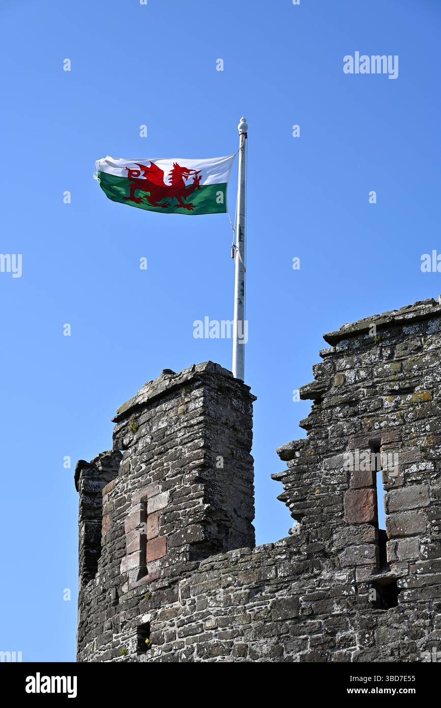 Die walisische Flagge oder Flagge von Wales / Baner Cymru oder Y Ddraig Goch, die von einem Pol auf Conwy Castle gegen einen klaren blauen Himmel walisisch fliegen Stockfoto Die walisische Flagge oder Flagge von Wales / Baner Cymru oder Y Ddraig Goch, die von einem Pol auf Conwy Castle gegen einen klaren blauen Himmel walisisch fliegen Stockfoto