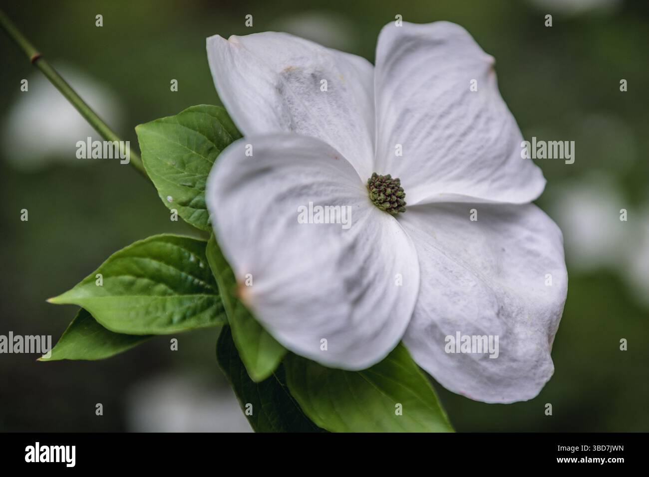Makroaufnahme einer einzelnen Blume von Cornus, VAR Eddies White Wonder Stockfoto