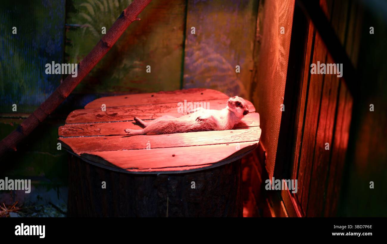 Ein afrikanischer Erdmännchen, der sich unter einer roten Lampe in einer Voliere im Zoo sonnt. Das Tier genießt die Wärme. Lebensbedingungen von Erdmännchen in Gefangenschaft. Stockfoto