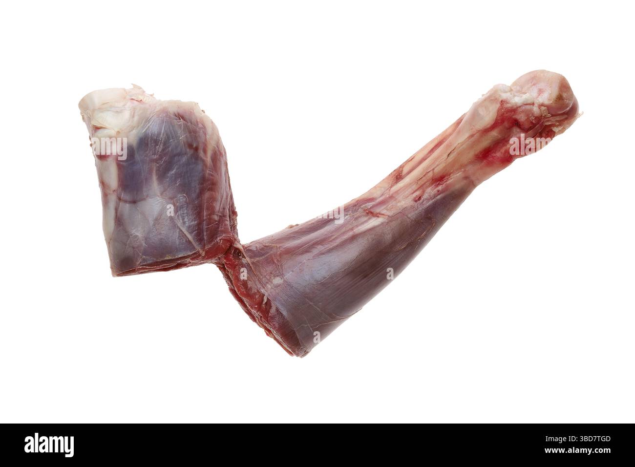 Roher Hirschschaft isoliert auf weißem Hintergrund Stockfoto