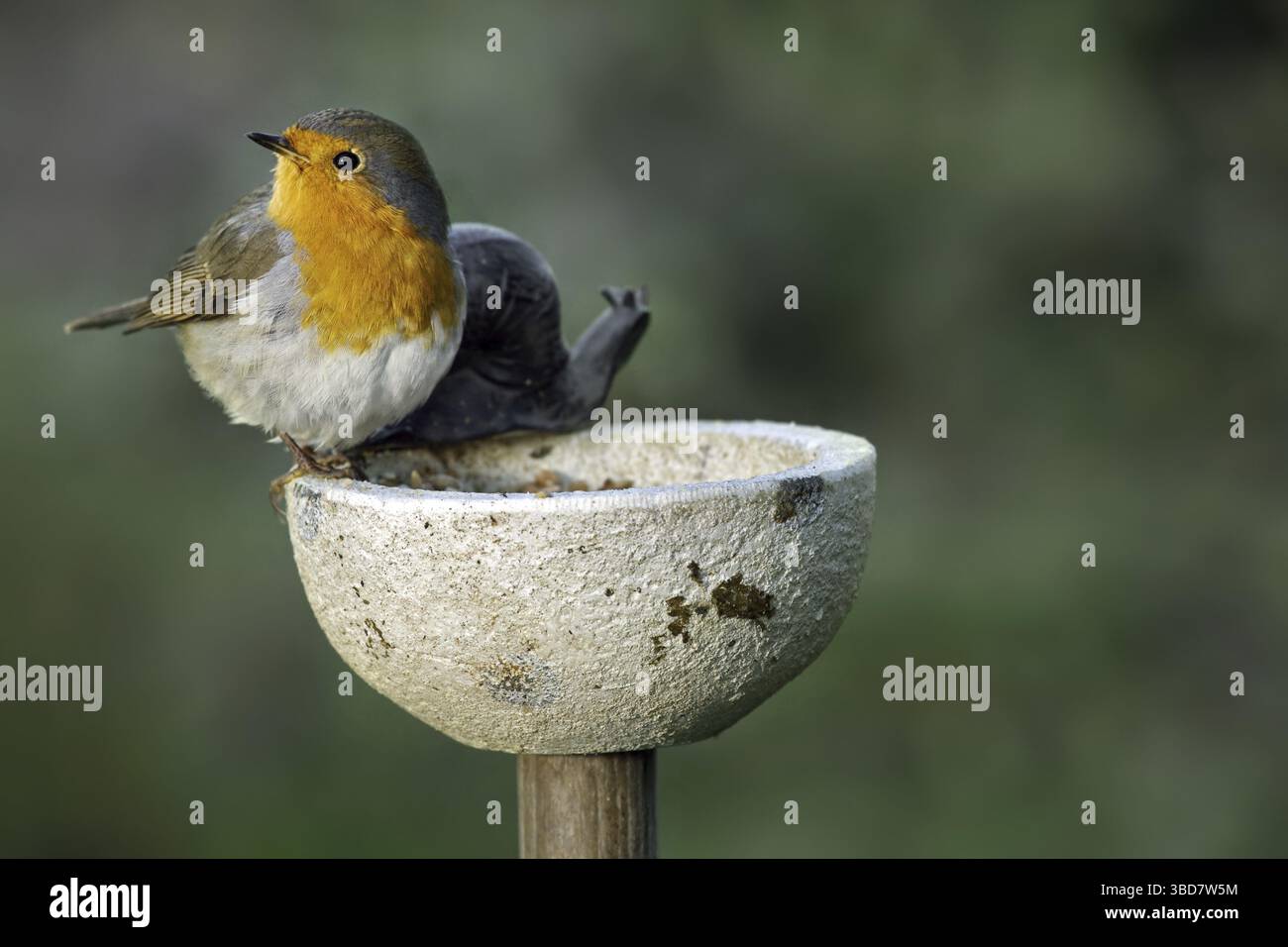 Europäische robin (Erithacus rubecula) am Vogelfutterplatz im Garten, Belgien Stockfoto