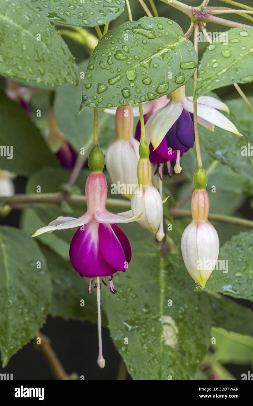 Fuchsia Rose von Kastilien im Blume Stockfoto