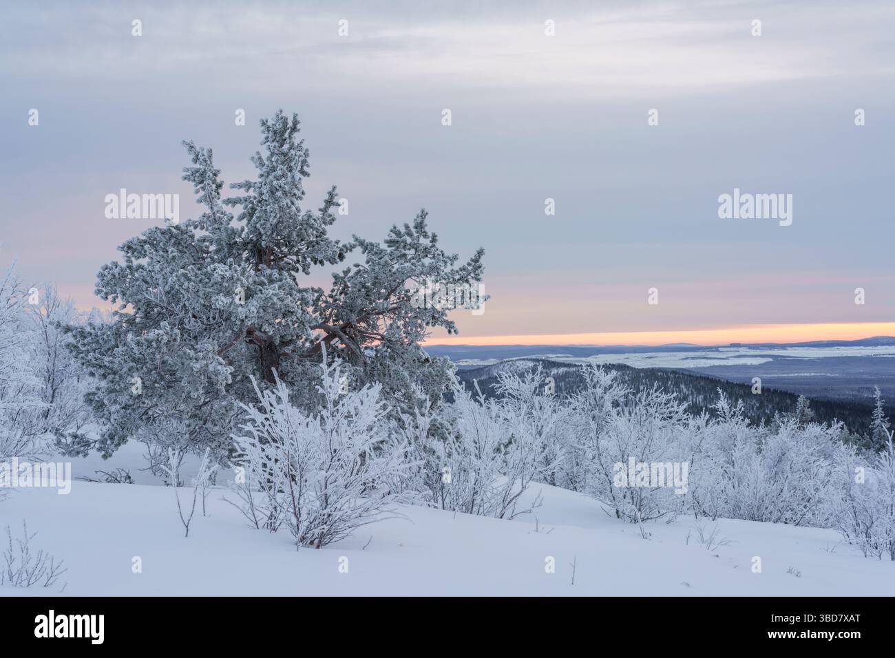 Winterlandschaft in Hirvasåive in Gällivare, Schwedisch Lappland, Schweden Stockfoto