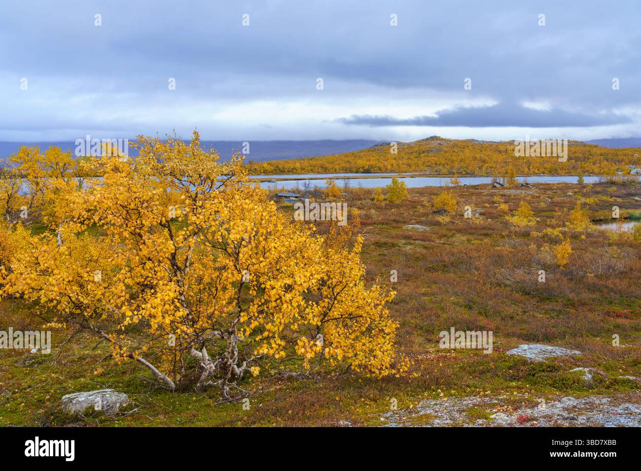 Abisko mit See in der Herbstsaison mit gelben Blättern, Abisko, Schwedisch Lappland, Schweden Stockfoto