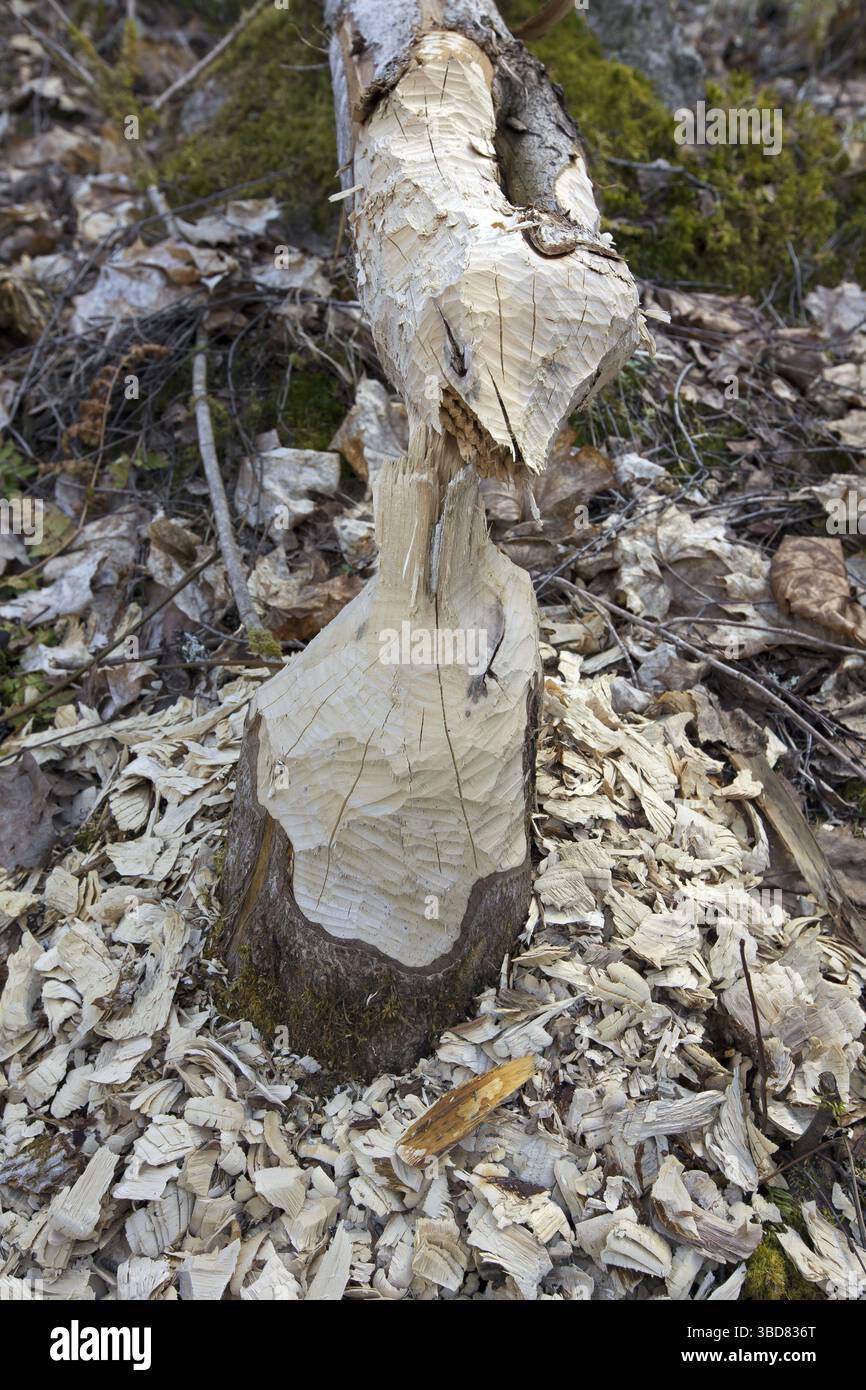 Holz-Chips und Zähne Markierungen auf Baum gefällt durch die Eurasische Biber (Castor Fiber) Stockfoto