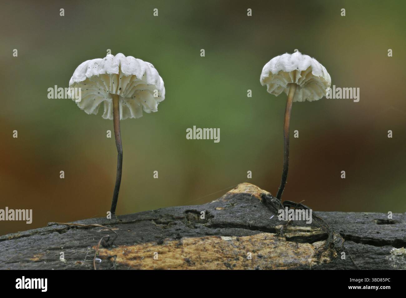 Pinwheel Pilze, Fallschirm mit Kragen (Marasmius rotula) Pilze (Agaricus rotula) Stockfoto