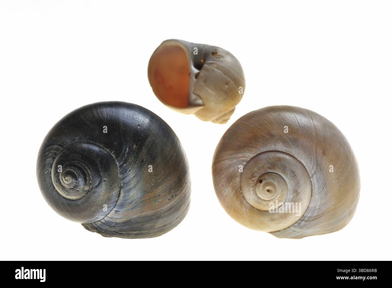 Große (Euspira catena) Halskette Muscheln (Natica catena) (Polinices catenus) auf weißem Hintergrund Stockfoto
