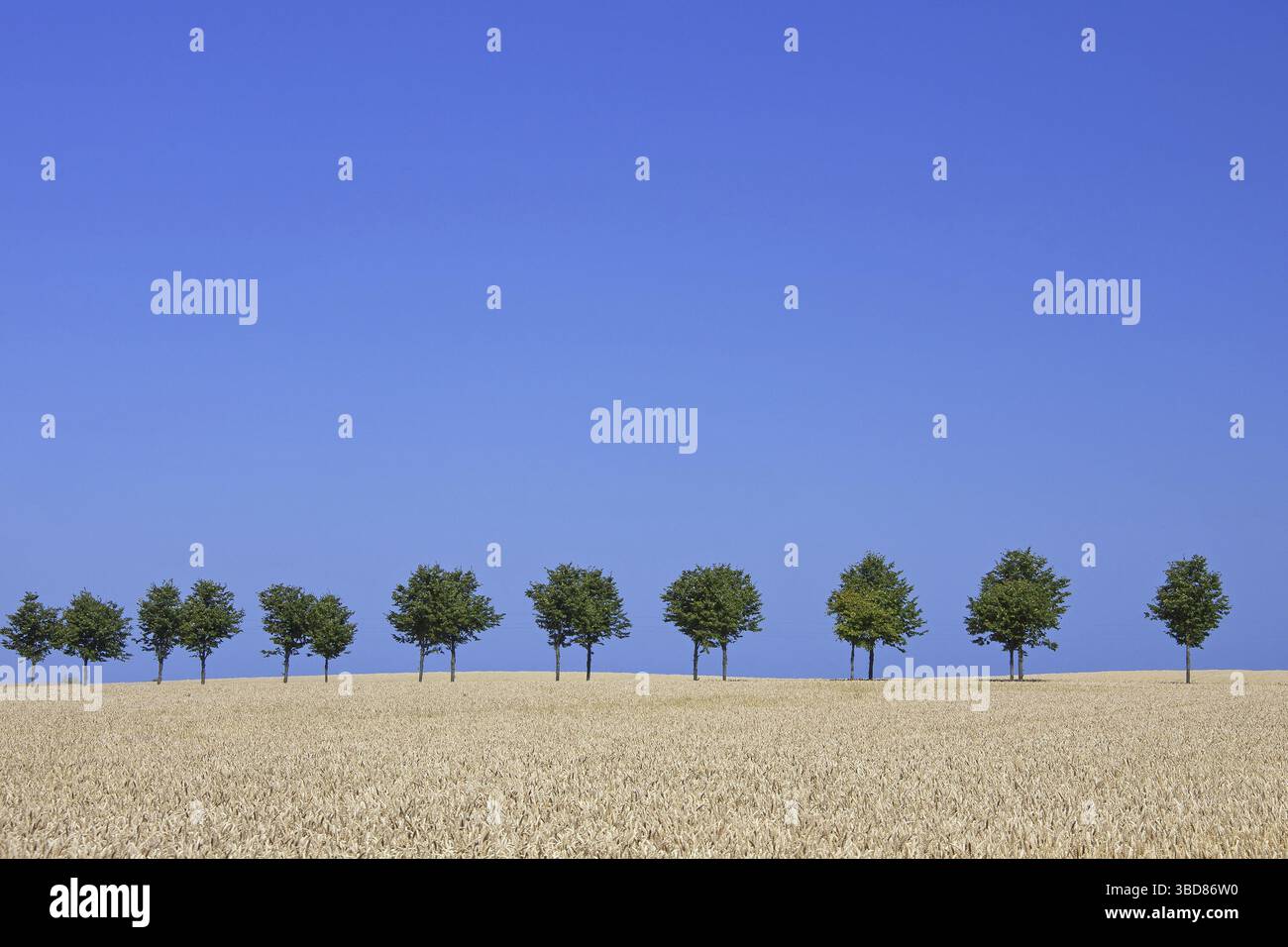 Linden, Linden, angrenzende Landstraße im Sommer Stockfoto