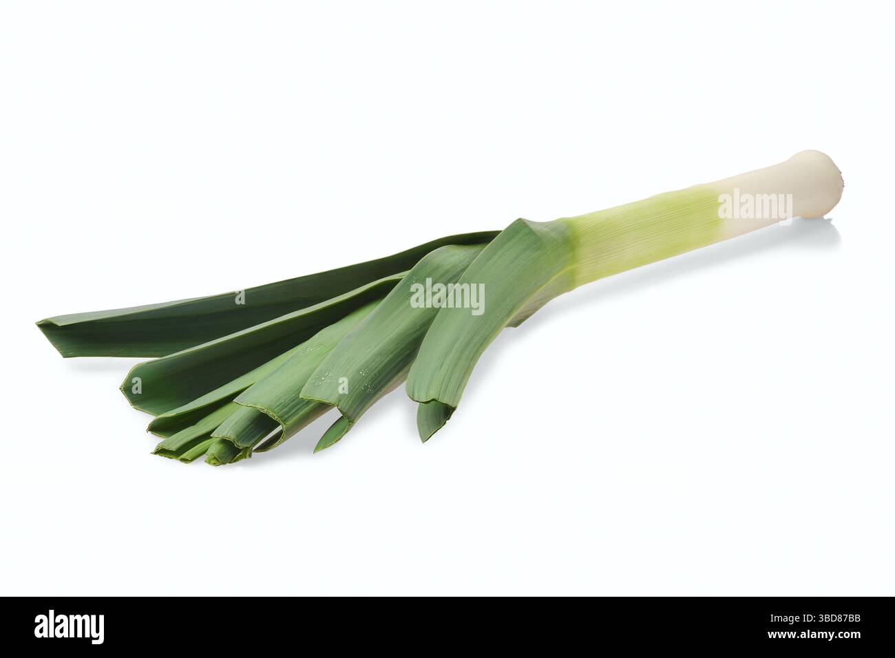 Frischem Lauch isoliert auf weißem Hintergrund Stockfoto