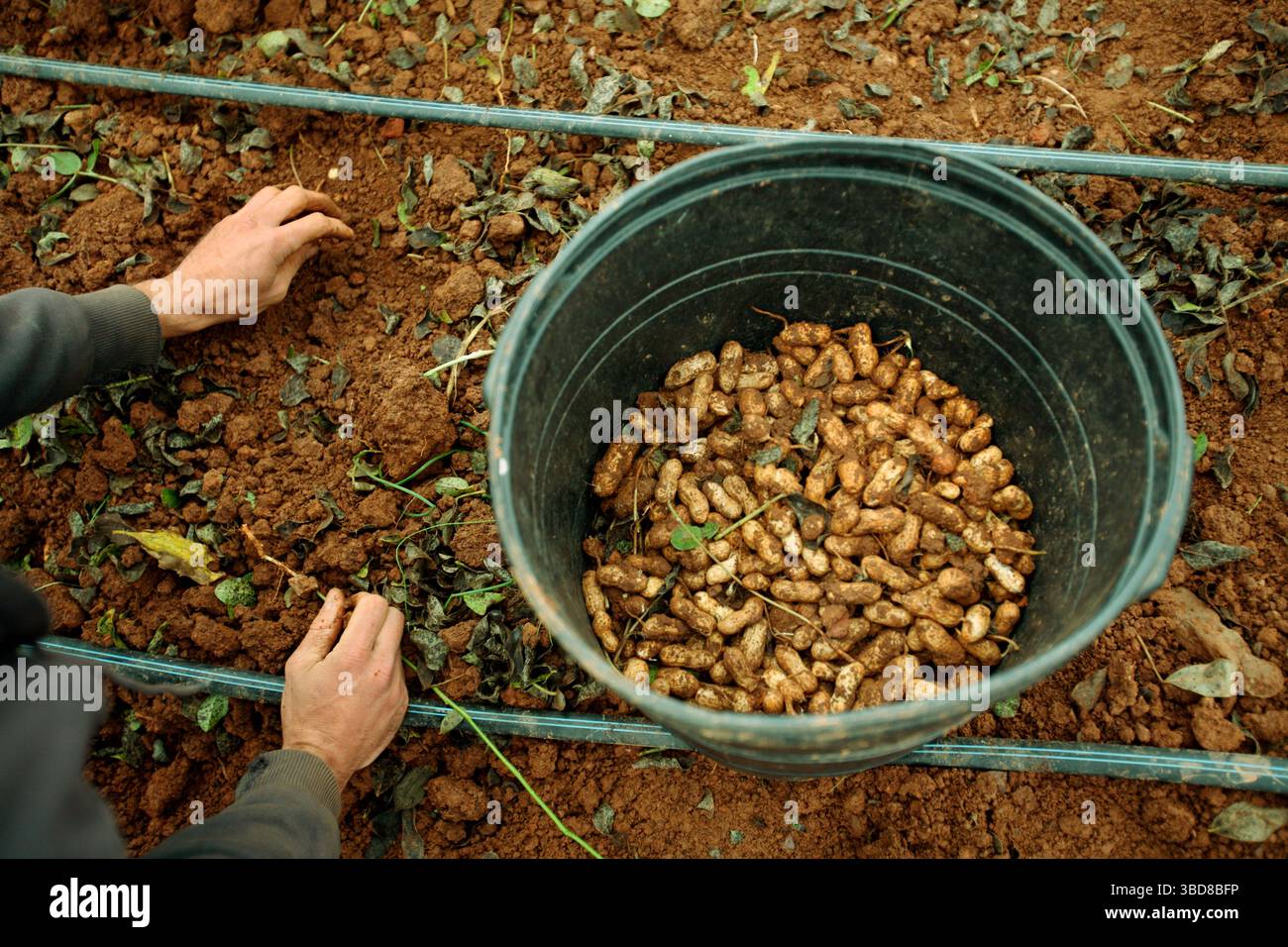 Die Bauern ernten Erdnüsse während eines Erntemobs Stockfoto