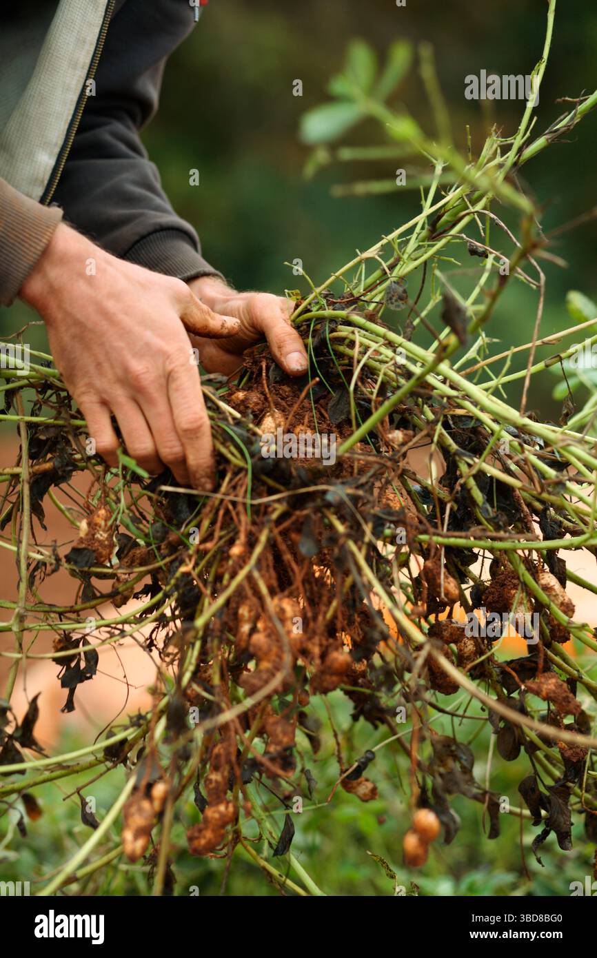 Die Bauern ernten Erdnüsse während eines Erntemobs Stockfoto
