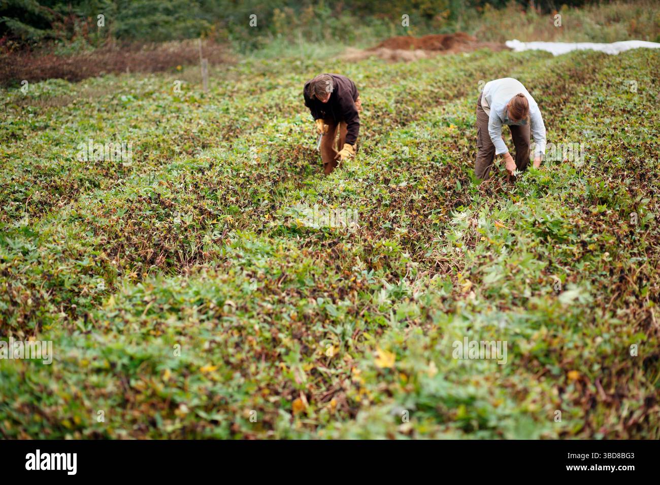 Die Bauern ernten Süßkartoffeln während eines Erntemobs Stockfoto