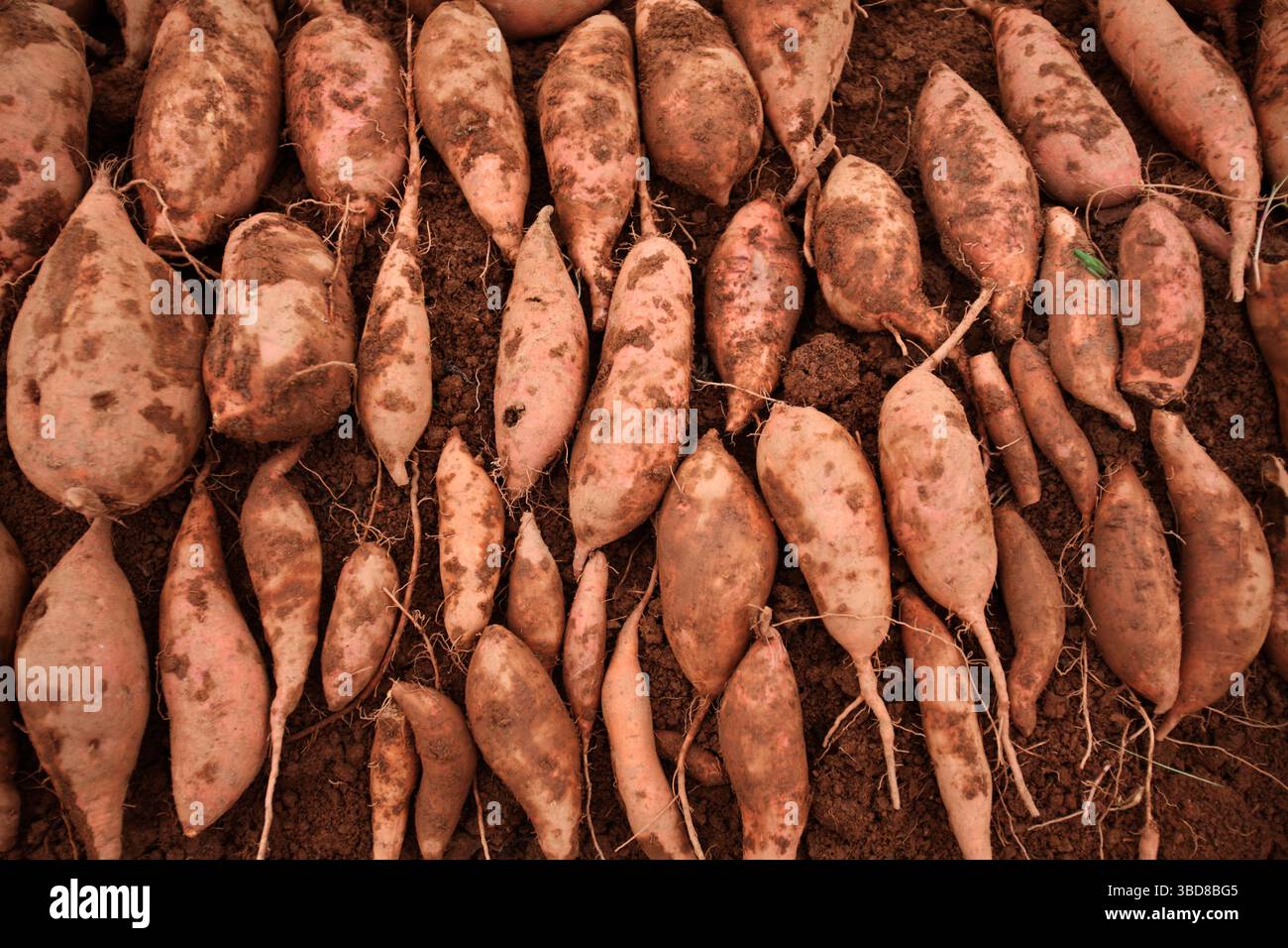 Die Bauern ernten Süßkartoffeln während eines Erntemobs Stockfoto