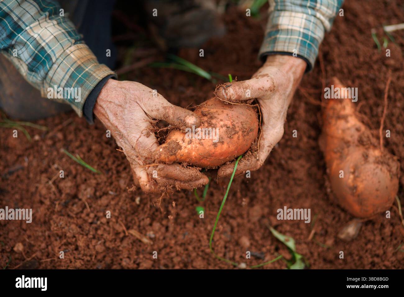 Die Bauern ernten Süßkartoffeln während eines Erntemobs Stockfoto