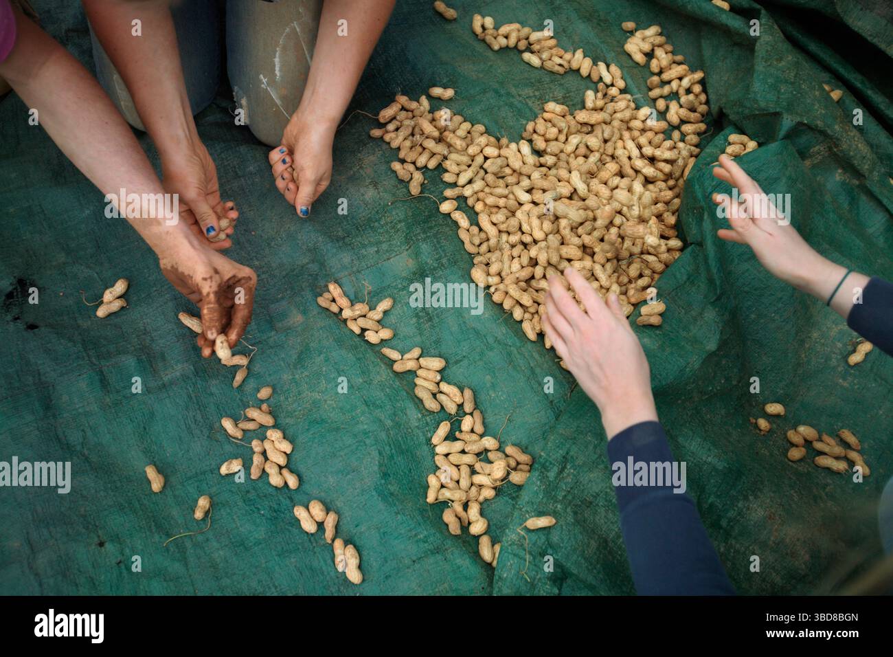 Die Bauern ernten Süßkartoffeln während eines Erntemobs Stockfoto