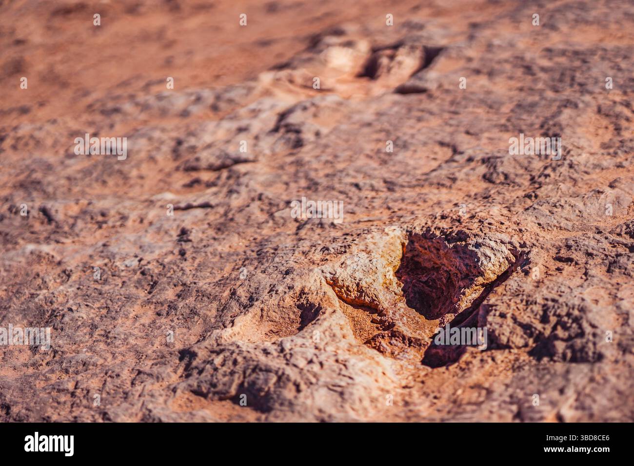 Nahaufnahme eines Dinosaurier-Fußabdrucks in der roten Sandsteinwüste Stockfoto