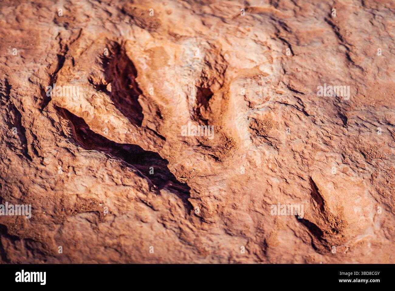 Nahaufnahme des fossilen Dinosaurierfußabdrucks in Sandstein Stockfoto