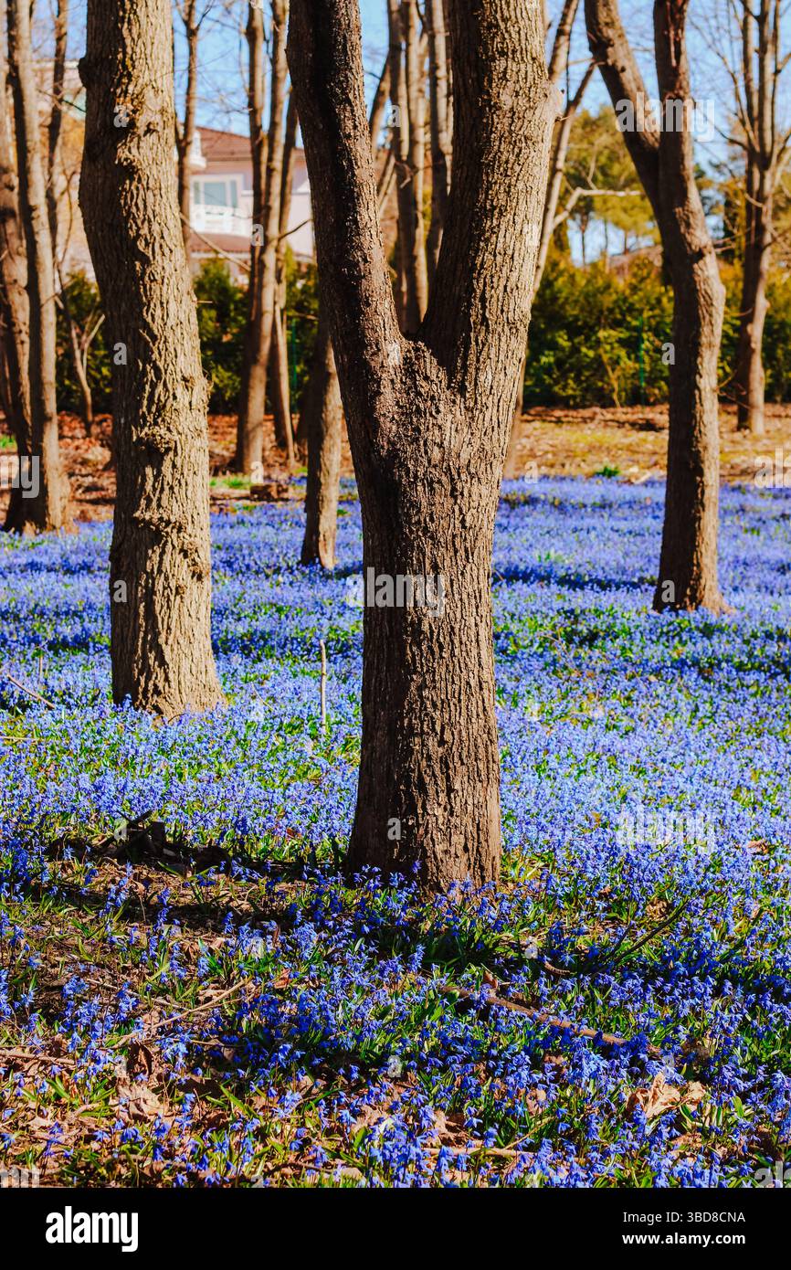Scilla Siberica im Park Stockfoto
