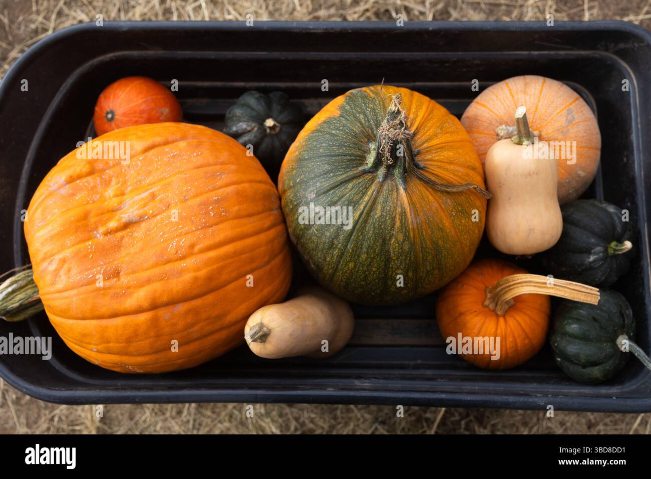 Verschiedene Kürbisse und Kürbisse in einem schwarzen Wagen auf strohbedecktem Boden Stockfoto