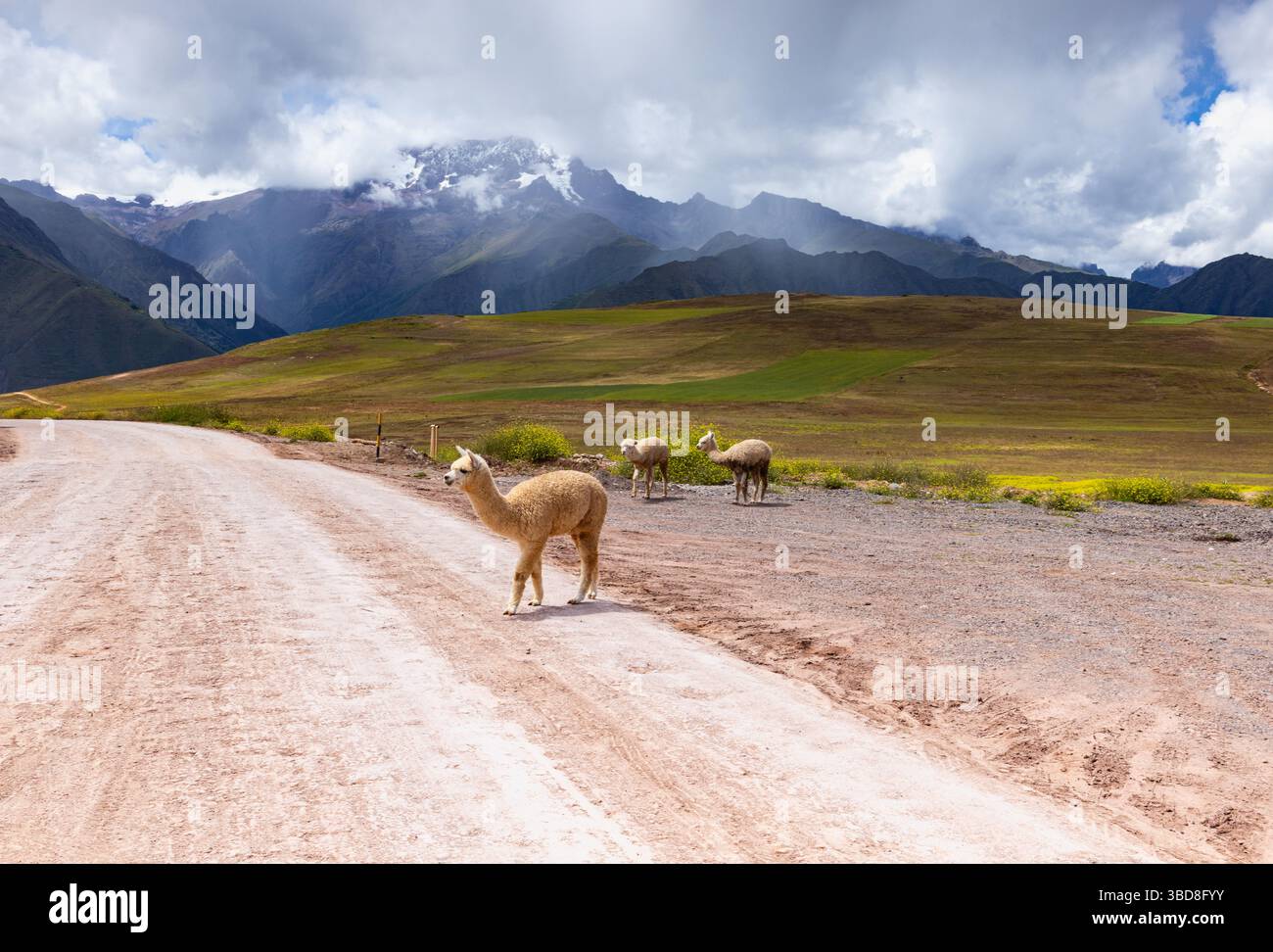 Lamas auf dem Weg zu den Salineras de Maras, Maras, Cusco Region Stockfoto
