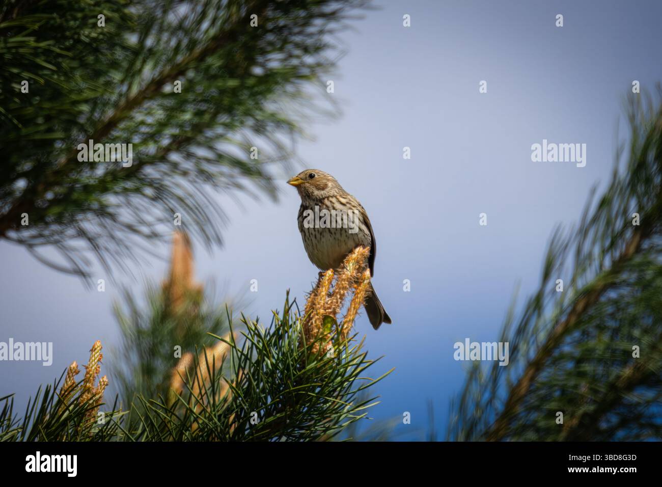 Ein männlicher, ausgewachsener Maisbär sitzt auf einem Kiefernzweig Stockfoto