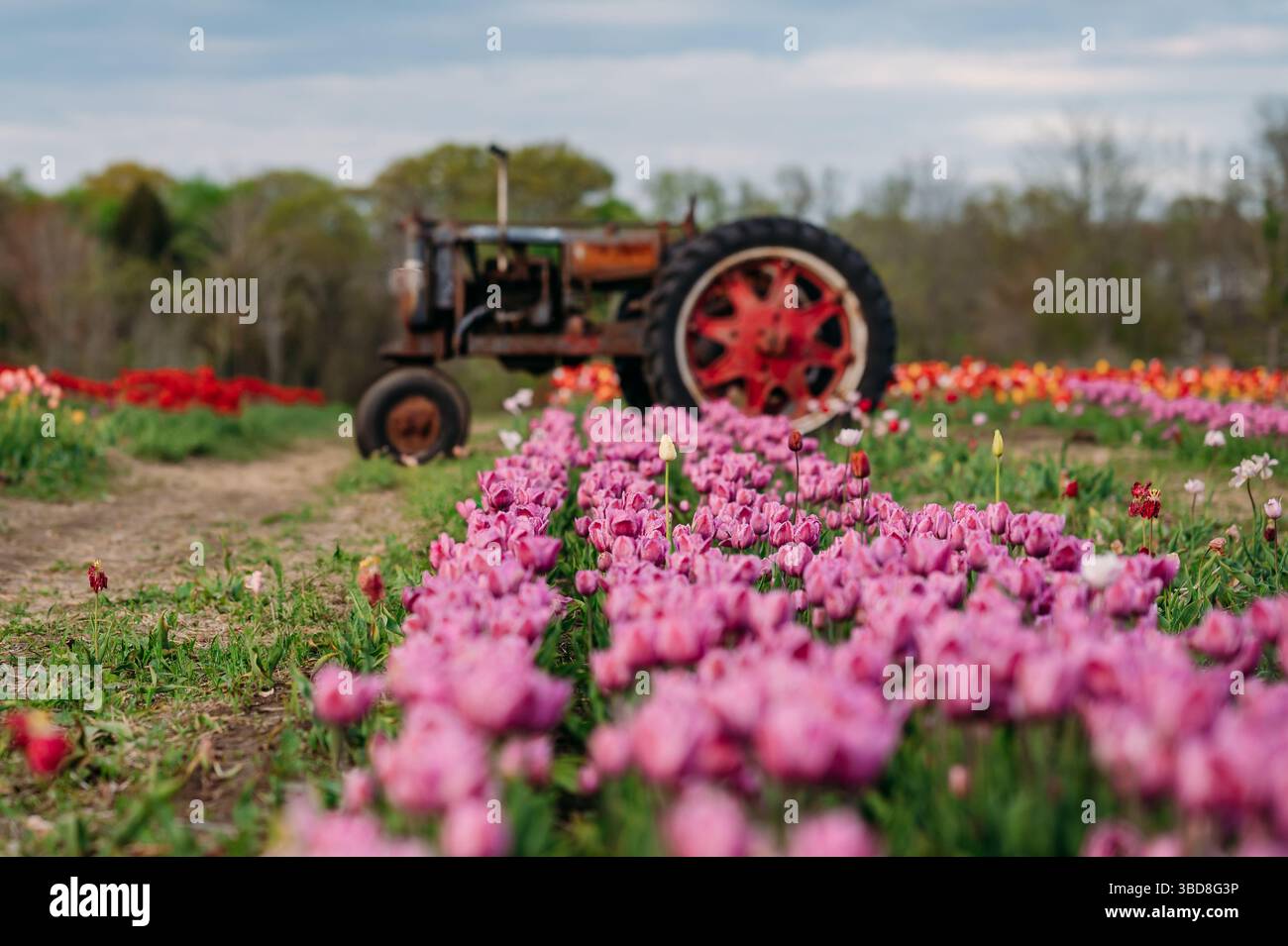 Reihen blühender Tulpen mit altem Traktor im Hintergrund Stockfoto