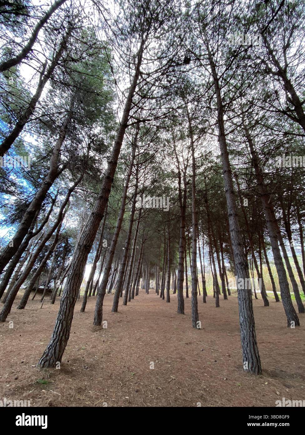 Kiefernstämme, die vertikal durch dichten Wald zusammenlaufen, schaffen eine lineare Perspektive in der Waldlandschaft Pineto, Abruzzen Stockfoto