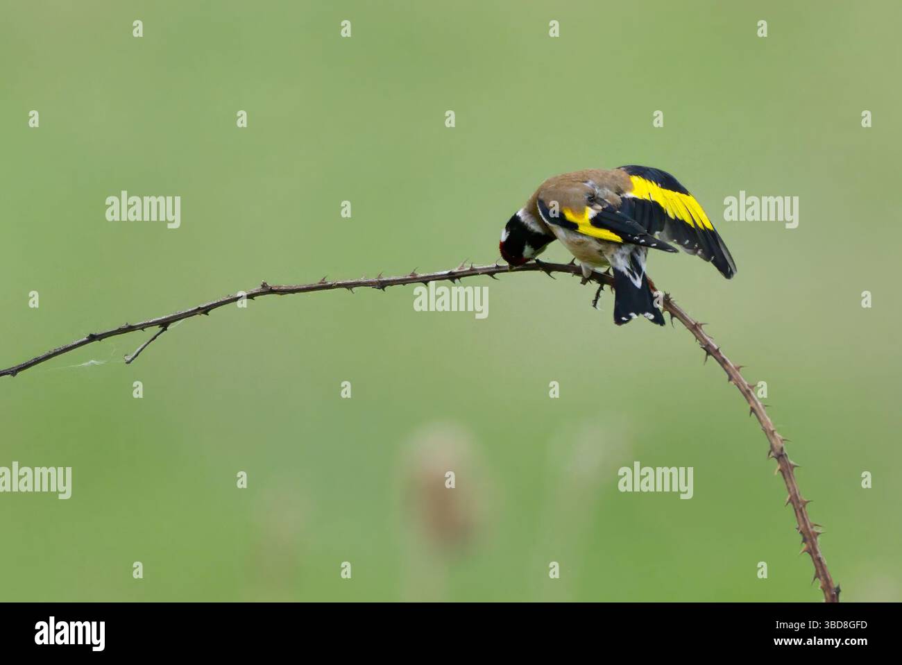 Goldfinch (Cardeulis carduelis) Stockfoto
