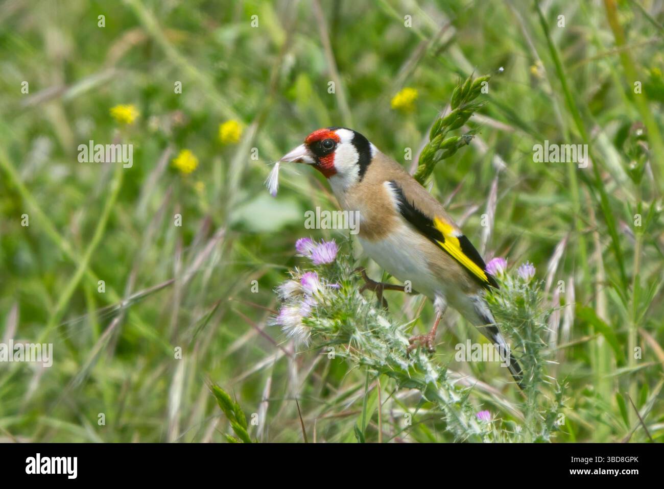 Goldfinch (Cardeulis carduelis) Stockfoto