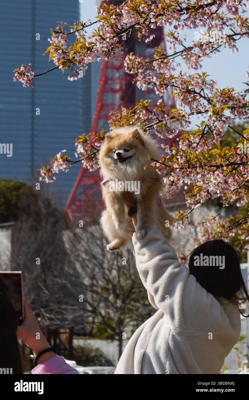 Zwei Frauen machen ein Foto mit ihrem Pommerschen Hund während der Kirschblüte in Tokio. Stockfoto