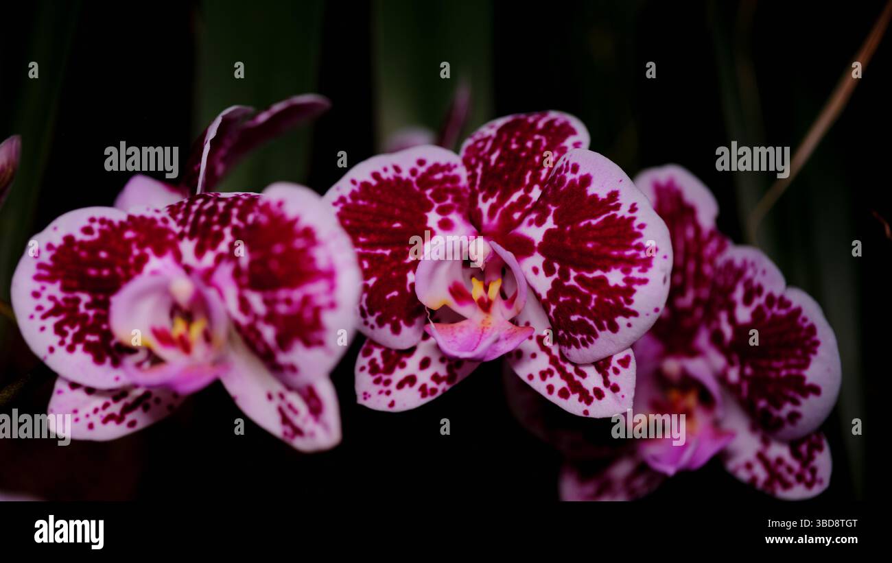 Farbenfrohe Orchideen blühen im Frühling in einem üppigen Garten mit üppigen Mustern und zarten Blütenblättern Stockfoto