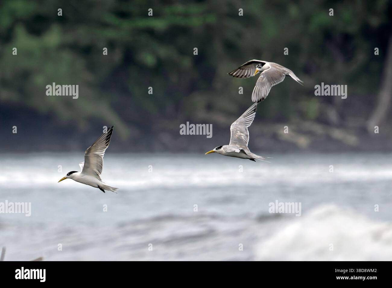 Thalasseus bergii (Thalasseus bergii) in Tahiti, Französisch-Polynesien Stockfoto