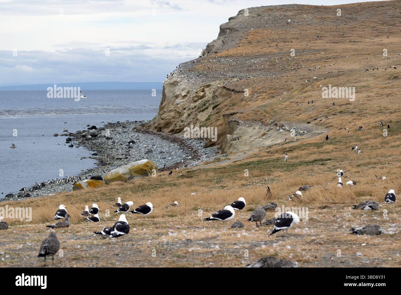Magdalena Island, Chile, ist ein wichtiger Nistplatz für Magellan-Pinguine Stockfoto
