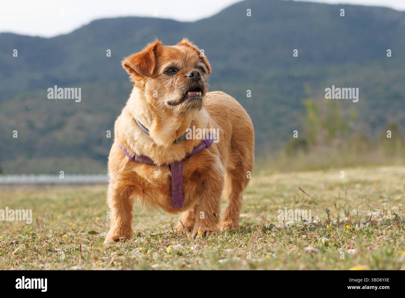 Ein alter Hund macht einen Naturspaziergang auf einer Wiese am See und den Bergen im Hintergrund, Spanien Stockfoto