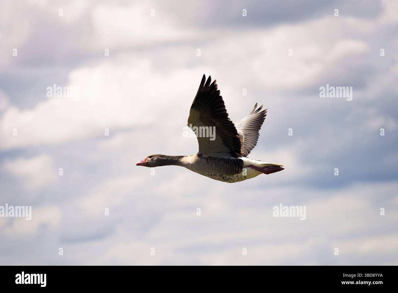 Gewöhnlicher Ansar im Flug mit ausgestreckten Flügeln vor einem Hintergrund aus blauen und grauen Wolken. Mit der Mittagssonne, die ihn erleuchtet. Stockfoto