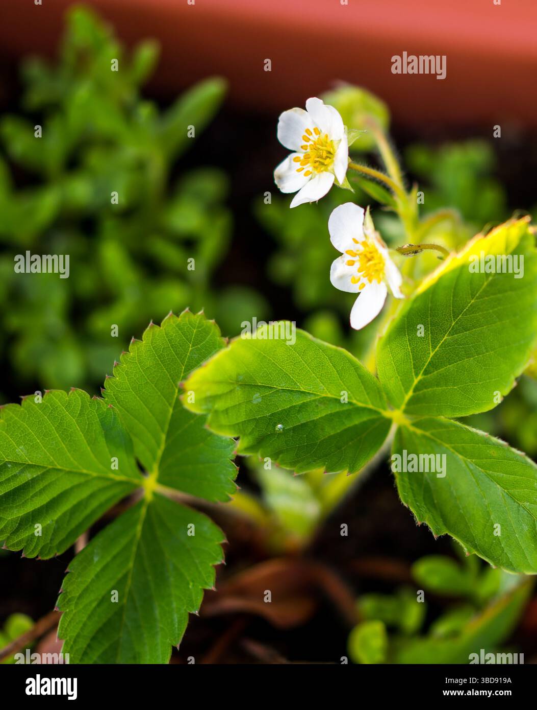 Erdbeerblüte. Schöne Sommerfruchtblüte mit grünen Blättern. Makro der Pflanze im Topf Stockfoto