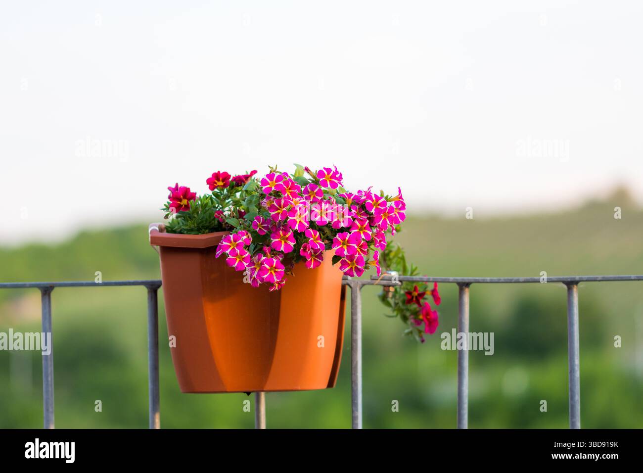 Millionen Glocken Blumendetails. Sommerblüten in Rot und Lila. Schöne Pflanzen im Garten. Dekoration für Sommerhaus Stockfoto