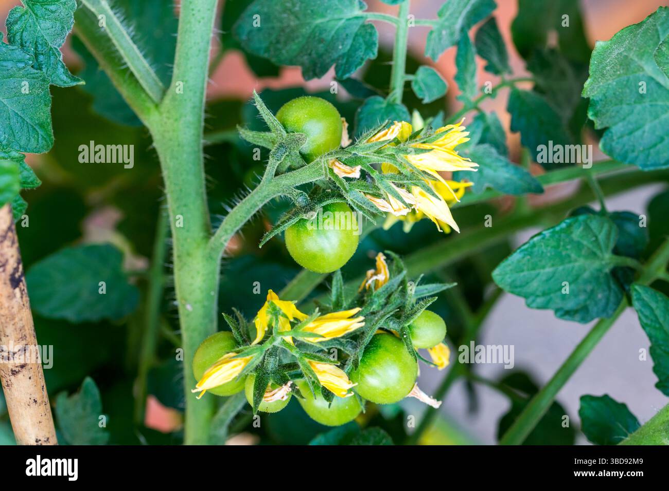 Grüne Tomaten Pflanzen mit Blüten. Gesundes und frisches Gemüse wächst im Gewächshaus. Stockfoto