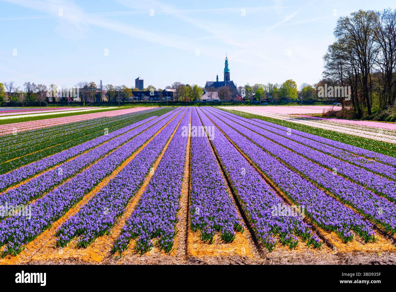 Feld mit Reihen blauer Hyazinthen, die in Lisse, Niederlande, wachsen. Stockfoto