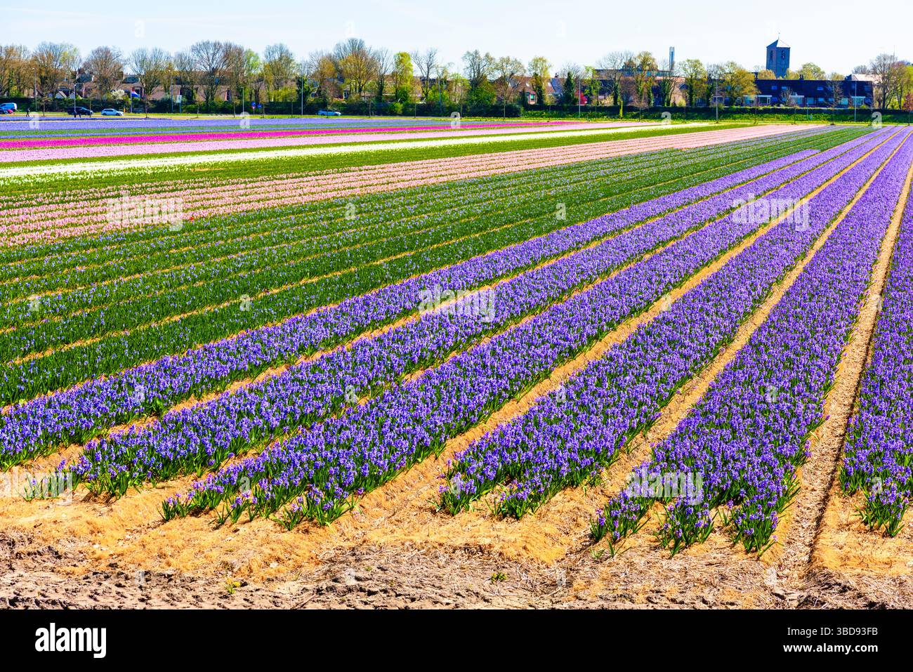 Feld mit Reihen blauer Hyazinthen, die in Lisse, Niederlande, wachsen. Stockfoto