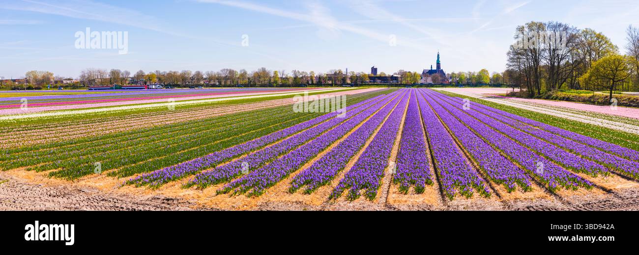 Feld mit Reihen blauer Hyazinthen, die in Lisse, Niederlande, wachsen. Stockfoto
