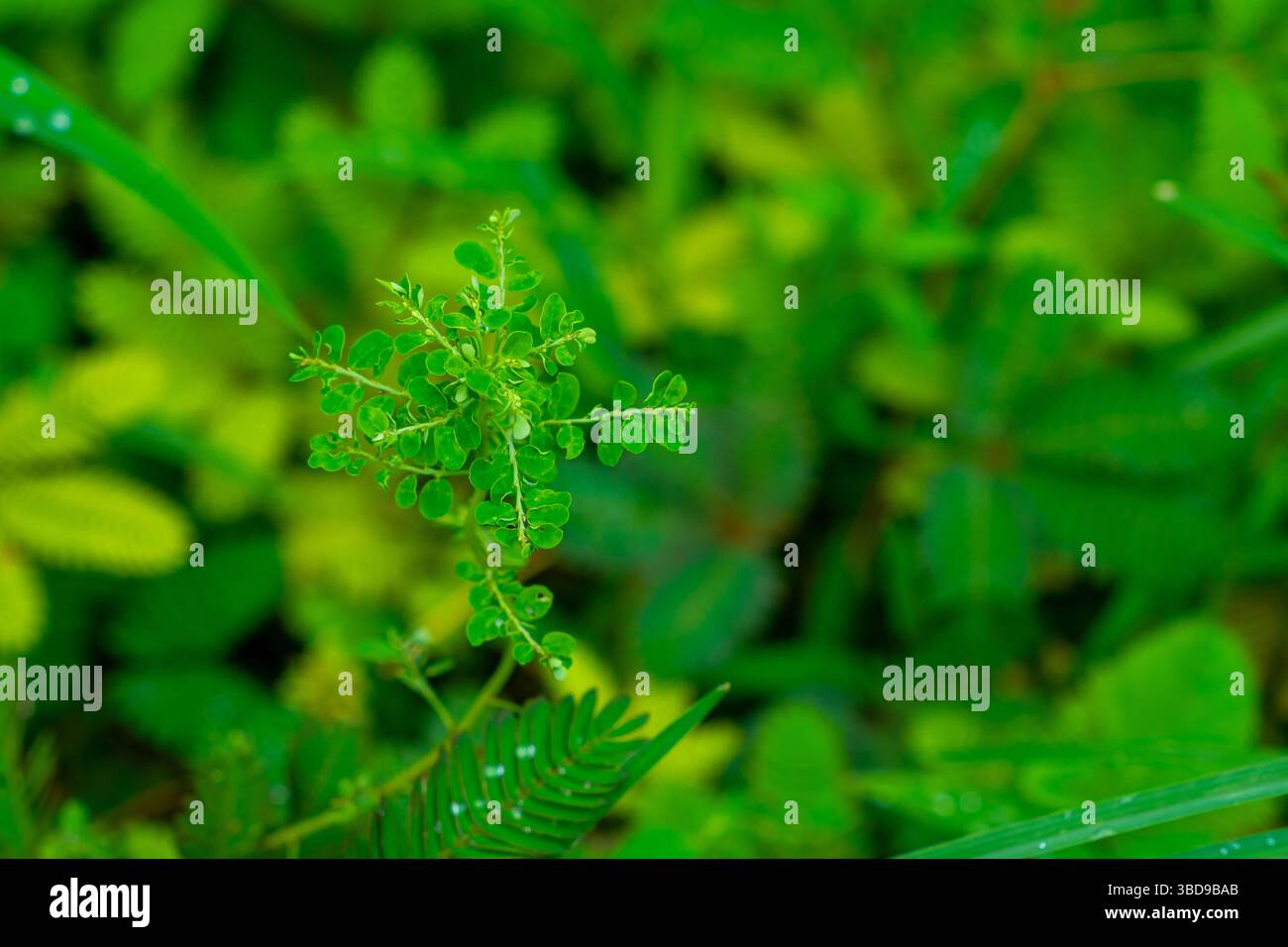 Grüne Blattpflanze mit einer kleinen grünen Knospe. Die Knospe ist von grünen Blättern umgeben und steht im Mittelpunkt der Aufmerksamkeit Stockfoto